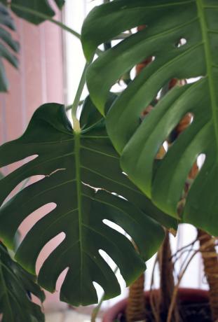 hojas de monstera Tropical - forma bien reconocida