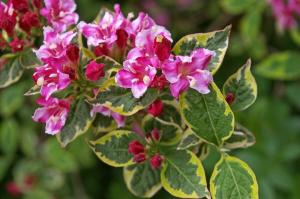Lo que es notable arbustos Weigel? Cómo crear un espectáculo de color rosa en el país - 2 por 1 temporada de floración