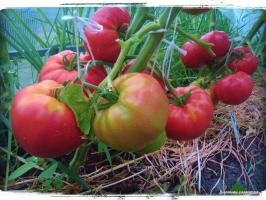 5 mejores variedades de tomate de invernadero y campo abierto
