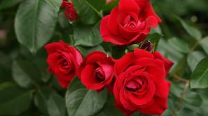 Fertilización y riego de rosas a una floración larga