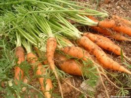 ¿Cómo se logra la germinación de las zanahorias durante 4-6 días
