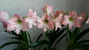 Hippeastrum y Amaryllis: ¿Qué diferencias impresionantes plantas