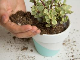 La alimentación del árbol del dinero en el verano y cómo el uso de fertilizantes?