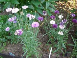 Flores sin brotes: qué sembrar directamente en el macizo de flores