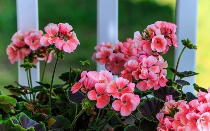 La principal ventaja de los geranios en casa - una magnífica floración en poco exigente! (Geraniumguide.com)