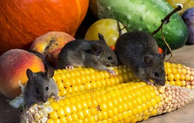 Los ratones comiendo el cultivo. Fuente de la foto: botanichka.ru