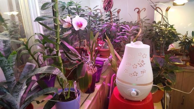 humidificador es útil para todas las flores tropicales