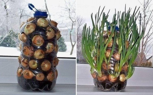 El único método de cultivo de las cebollas en el alféizar de la ventana | Jardinería y horticultura
