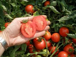 Cultivamos tomates sin brotes - mejores calidades, ventajas y desventajas del método