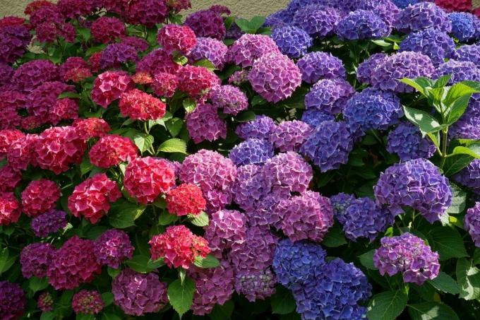 Cada jardinero puede cambiar el color de las hortensias y sin "tintes", aprovechando las propiedades naturales de la selva