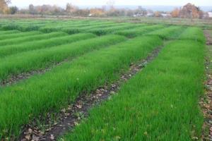 Estiércol de centeno verde: la siembra en el otoño aumentará la fertilidad y la cosecha de verduras debido a la orgánica