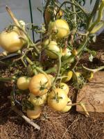 Para rápidamente tomates maduros en el arbusto en septiembre en un invernadero, lo que debe hacer