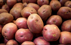 Cómo almacenar las patatas se pudran los tubérculos no son