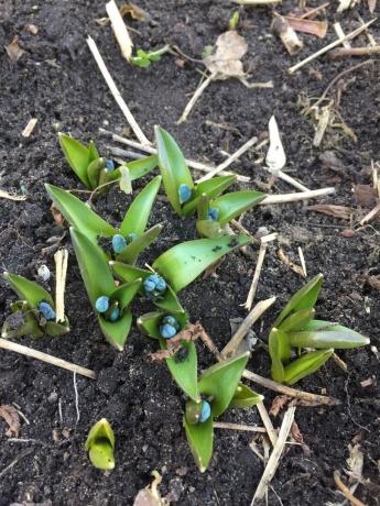 Escila o Siberian squill