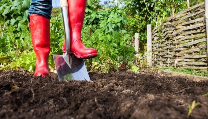 Beneficios y perjuicios de la excavación del terreno en la zona | Jardinería y horticultura