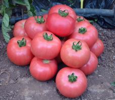 5 de las variedades más dulces de los tomates