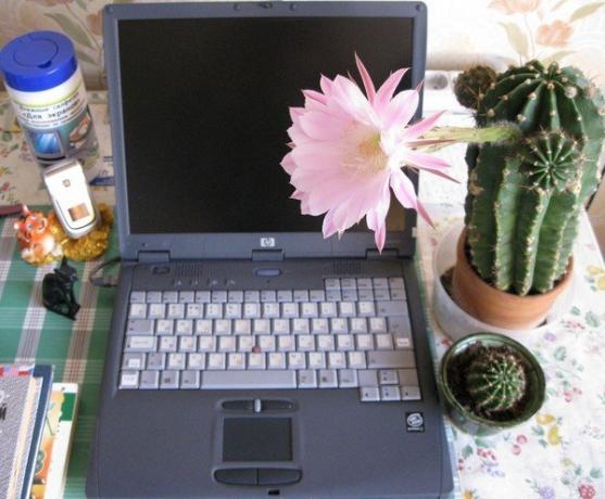 Cactus en el ordenador. Foto de Internet