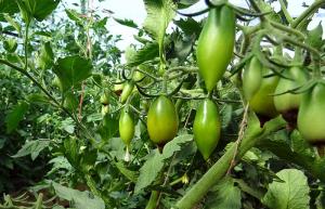 Cómo superar la podredumbre apical en los tomates