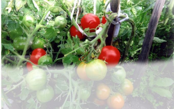 Tomates en el invernadero (Foto - Internet)