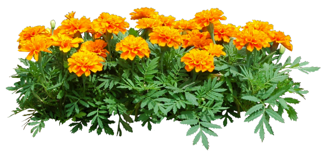 Tagetes - agradable y servicial! (Filed10-25.my.mail.ru)
