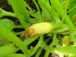 Ovario calabacín amarillo, la putrefacción y se caen: ⚡ qué hacer para salvar la cosecha en el jardín