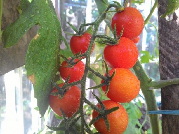 Tomates de maduración - regalo para la vista! (Mojateplica.ru)