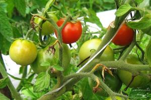 Los tomates están floreciendo, y los ovarios no. rectificar la situación