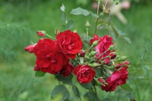 El jardín de rosas de Canadá son buenos para el ruso (especialmente en las regiones frías)