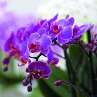 Lo que es común en las orquídeas Phalaenopsis y los decembristas?