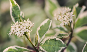 Doren blanco Elegantissima - arbusto ornamental para el jardín malouhodnogo