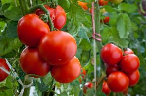 Lo que ahora se necesita para los tomates en el jardín