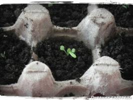 Aplicar las bandejas de papel de los huevos en el jardín