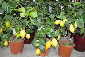 Cómo crecer limón y mandarina fructificación de una piedra
