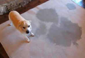 El plomo olor a orina de perro de la alfombra, sofá, apartamento