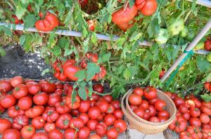 Las hojas inferiores, mayor es el rendimiento de tomates (fertilización modo especial y riego)
