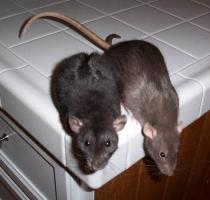 Métodos eficaces para deshacerse de los roedores en la habitación.