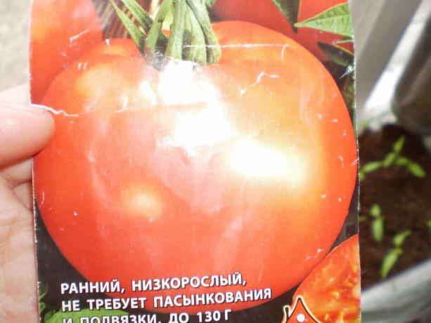 La variedad de tomate "White llenado 241 