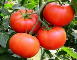 Variedades únicas de los tomates - "Bobcat F1". Híbrido que elogiado por muchos jardineros.