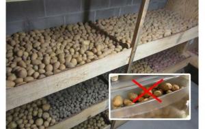 Los errores en el almacenamiento de la papa. Cómo almacenar las patatas.
