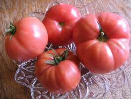 6 poco exigente subdimensionada tomate cría siberiano