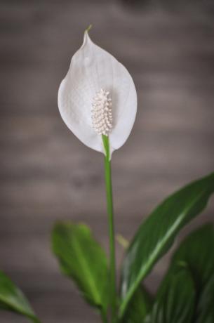 Así que mi joven zatsvol Spathiphyllum por primera vez! No sin fertilizar, por supuesto.