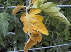 ¿Por qué las hojas se vuelven amarillas tomates? Nos ocupamos de los problemas juntos