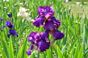 Lirios en el jardín: cómo hacer crecer deliciosas flores sin problemas