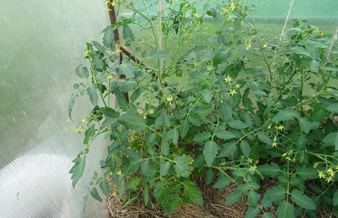 11 de junio de 2019, Kursk. Dos arbusto de tomate determinante de un tipo de micorrizas y sin apenas difieren.