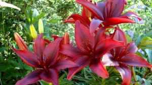Lily florecerá magníficamente en el próximo año: el cuidado del otoño
