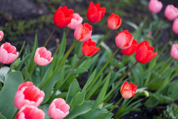 Crezca variedades de tulipanes simples (ver foto), pero el plan a fin de flecos de color morado claro. Si puedo encontrar!