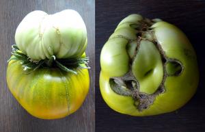 La verdad sobre las flores dobles en los tomates, quitar o no