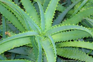 Agave: propiedades medicinales de las plantas