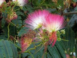 Albizia julibrissin - árbol decorativo y útil en el jardín