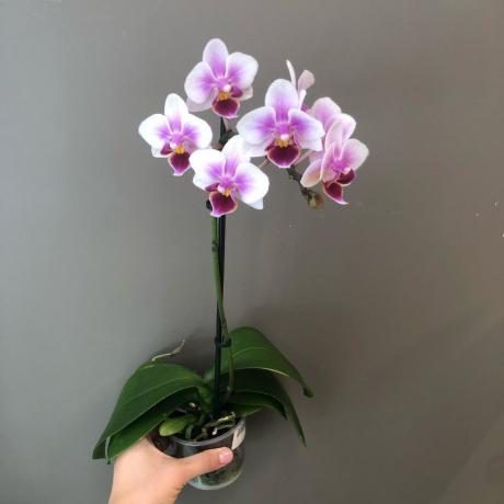 Blooming Phalaenopsis. Foto del artículo están tomadas de Internet